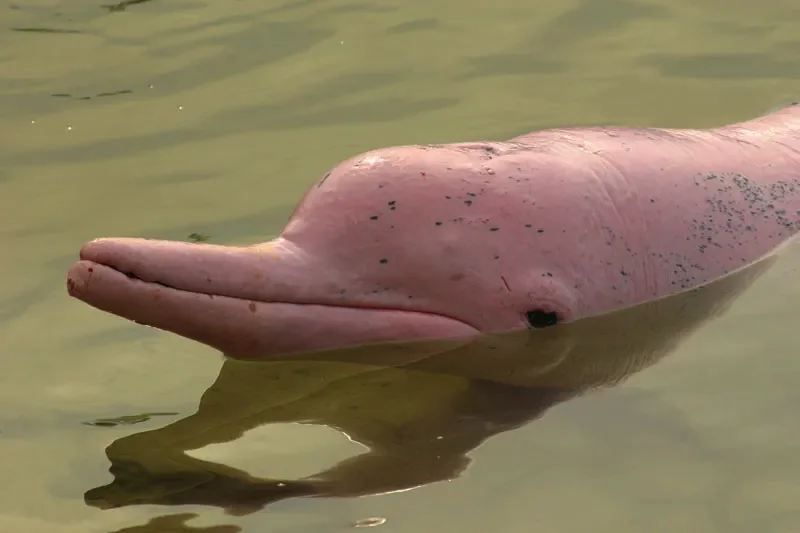 Amazon River Dolphin