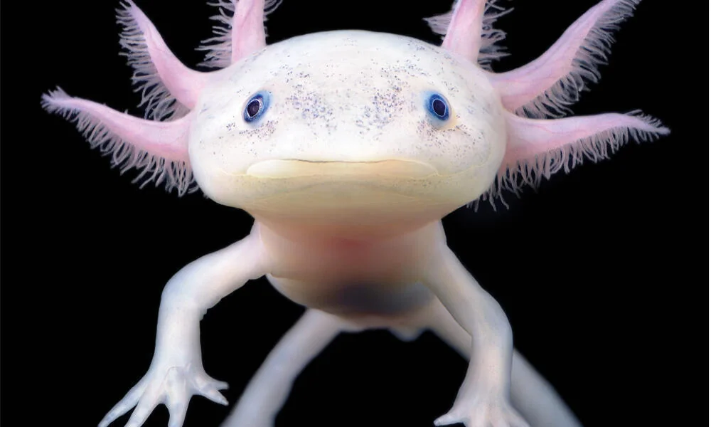 Axolotl