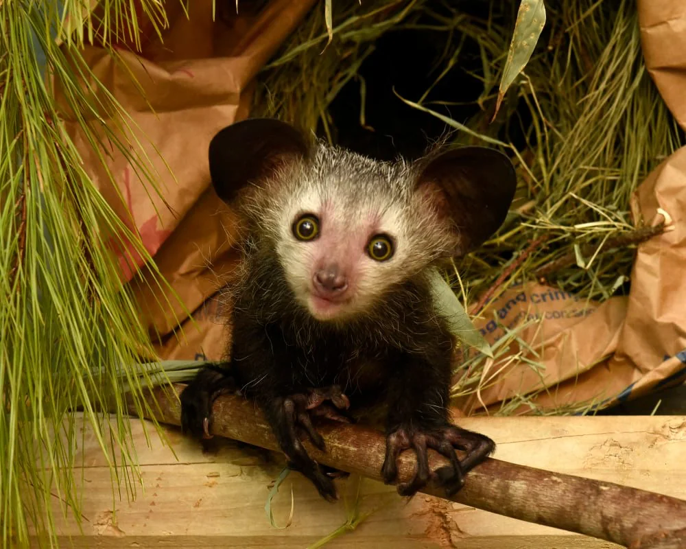 Aye-aye