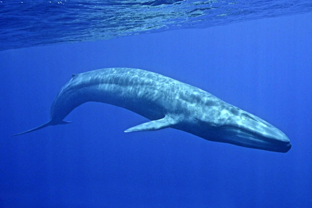 Blue Whale