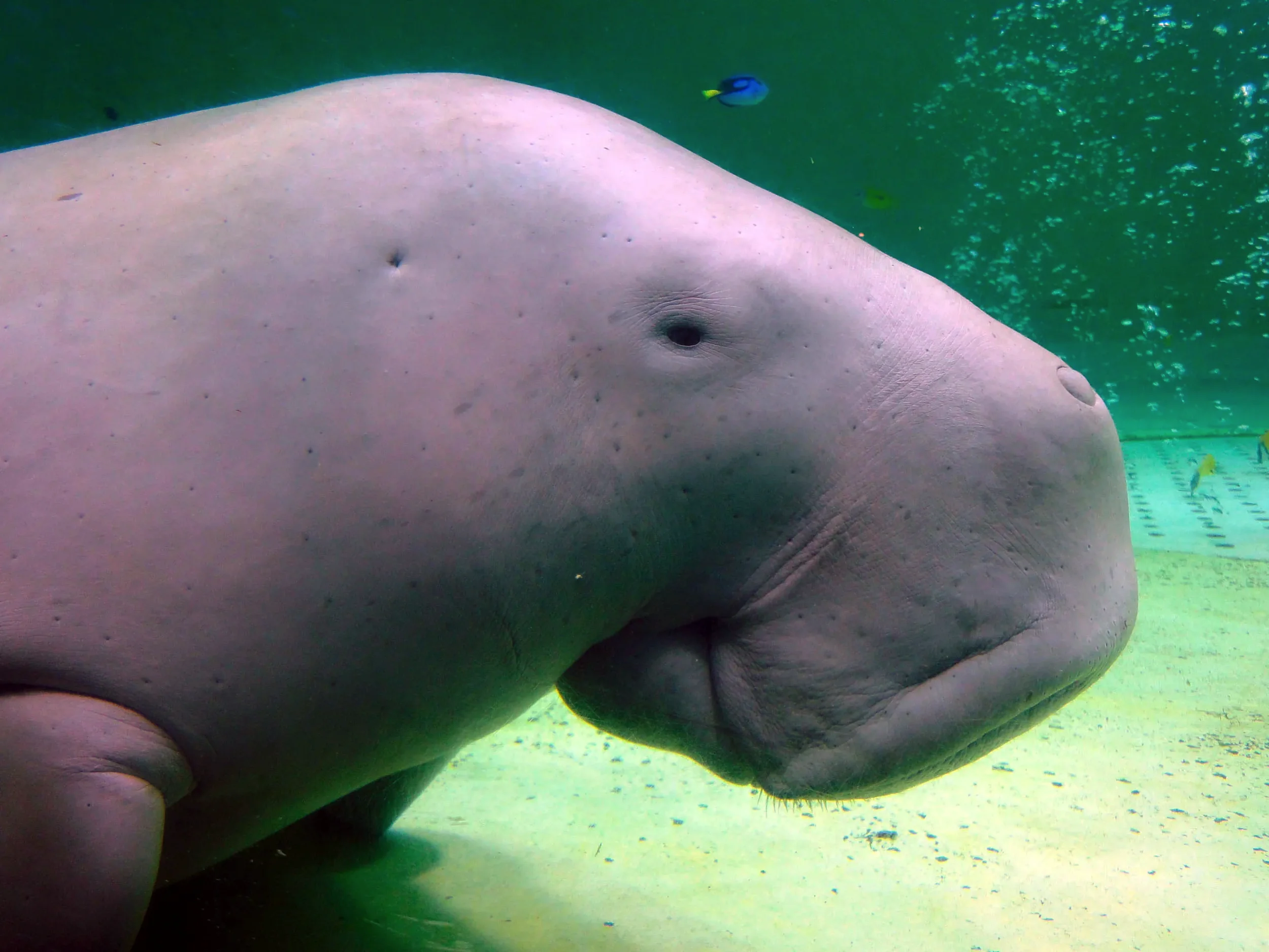 Dugong