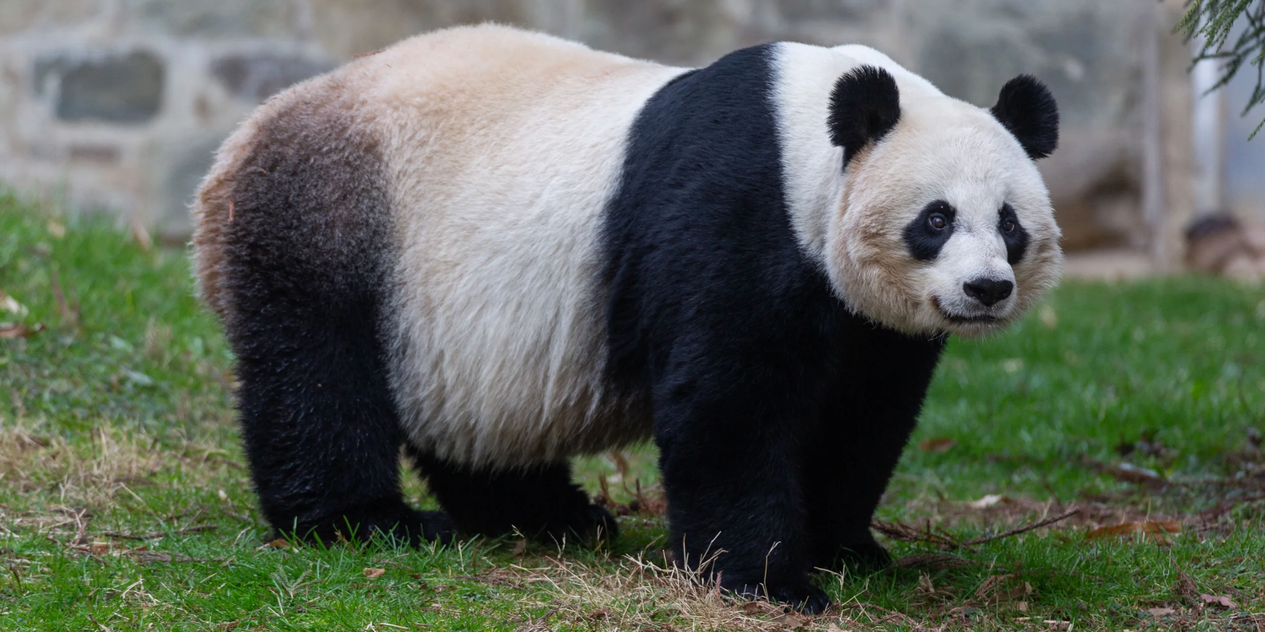 Giant Panda