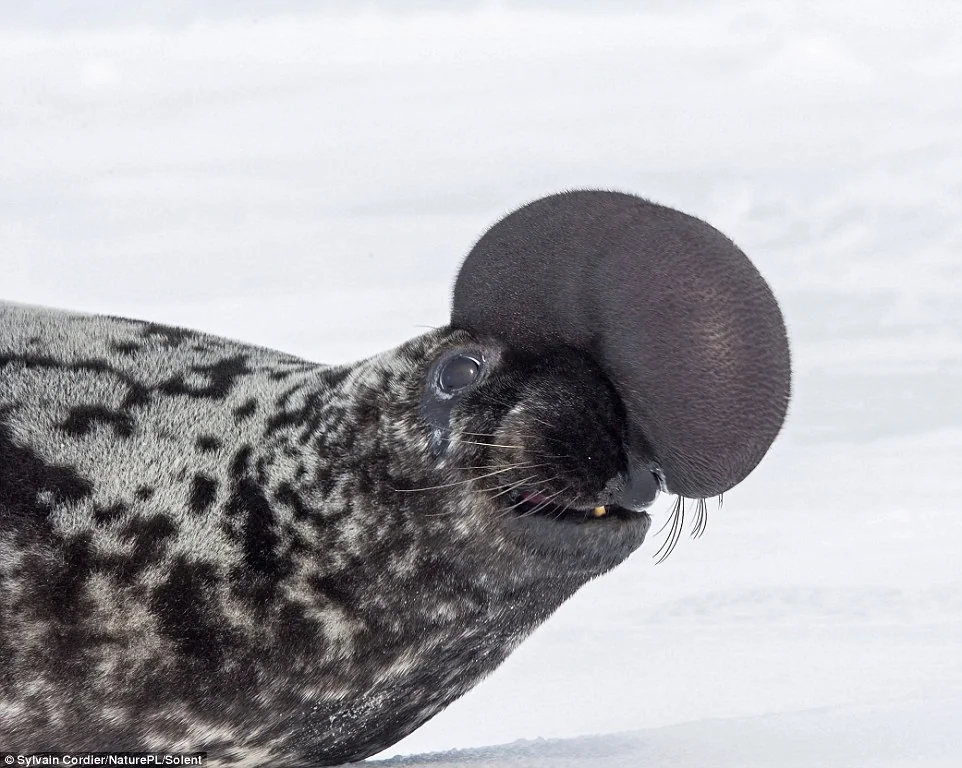 Hooded Seal