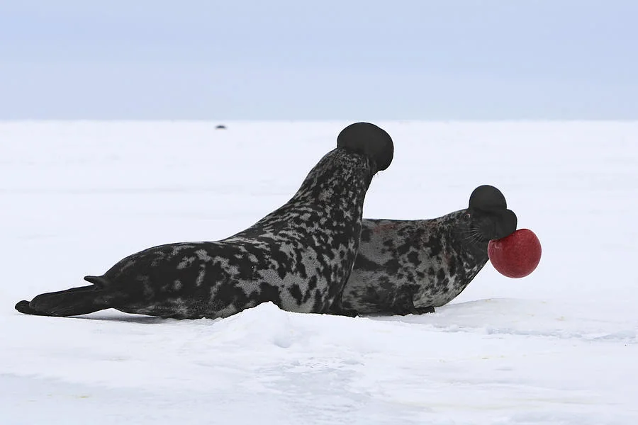 Hooded Seal