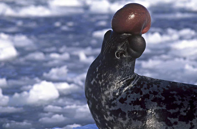 Hooded seal