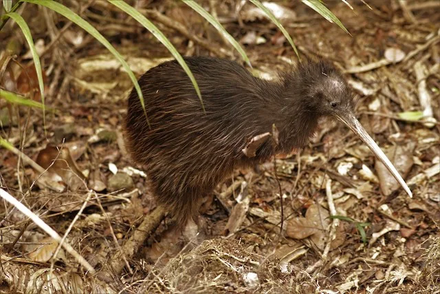 North Island Brown Kiwi