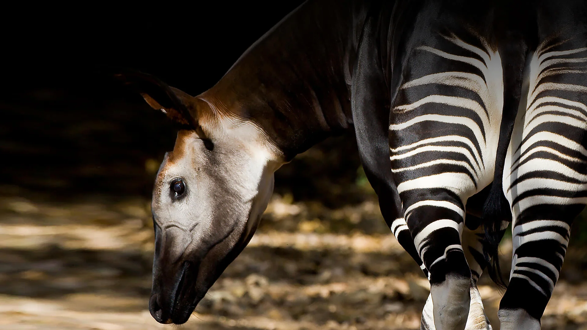 Okapi