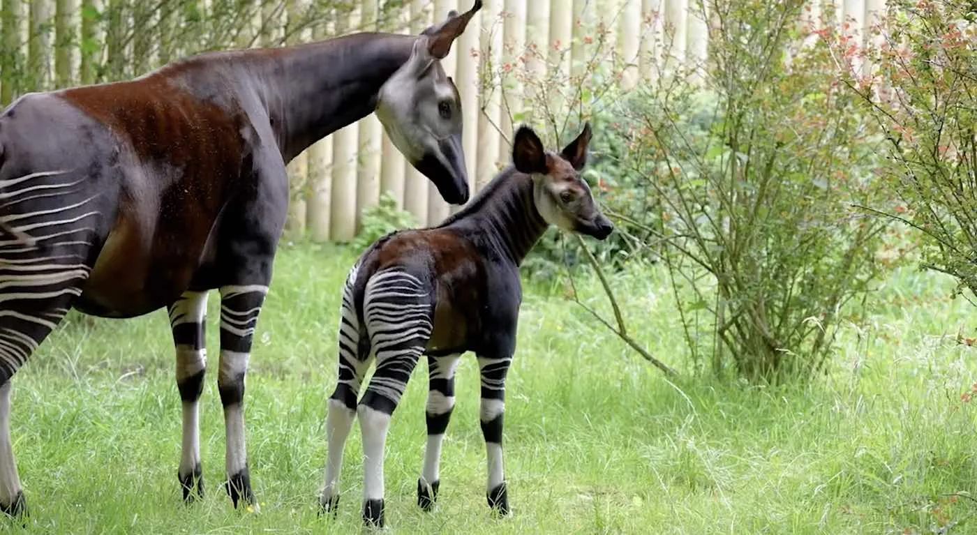 Okapi