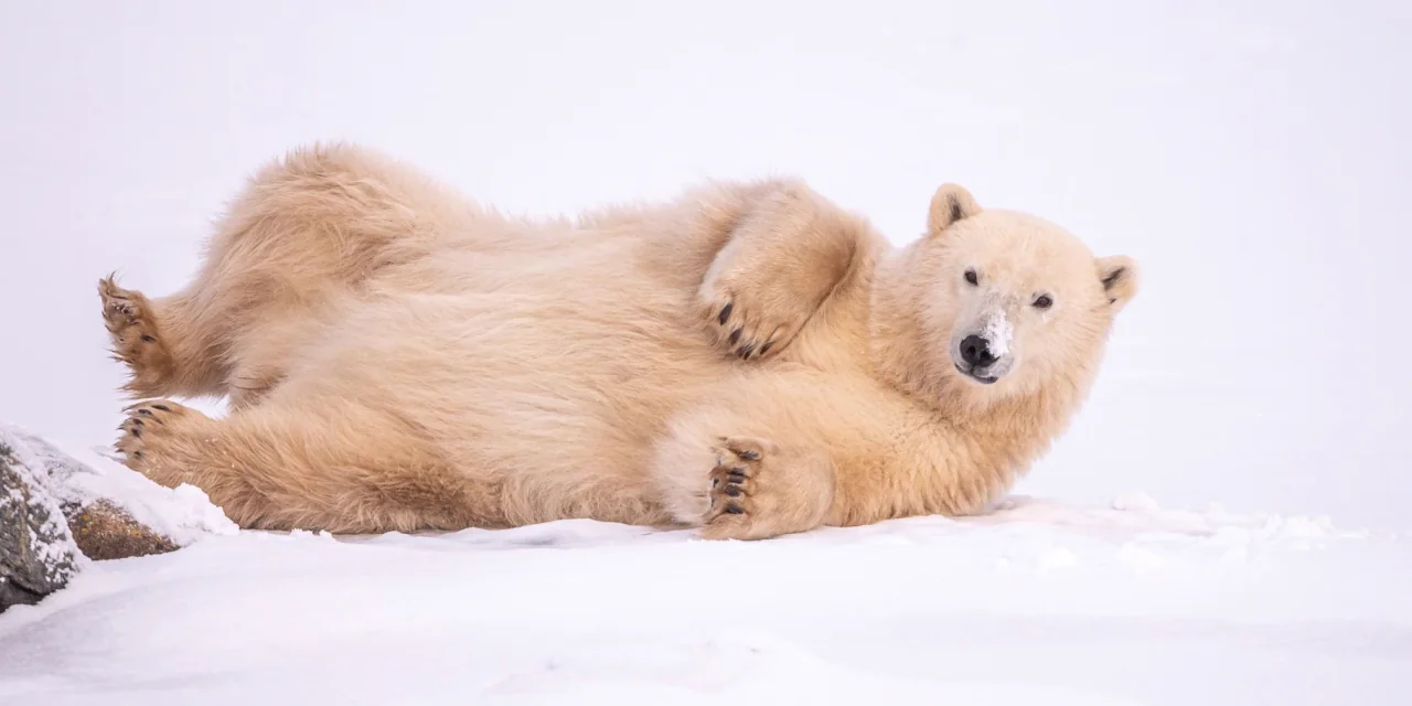 Polar Bear