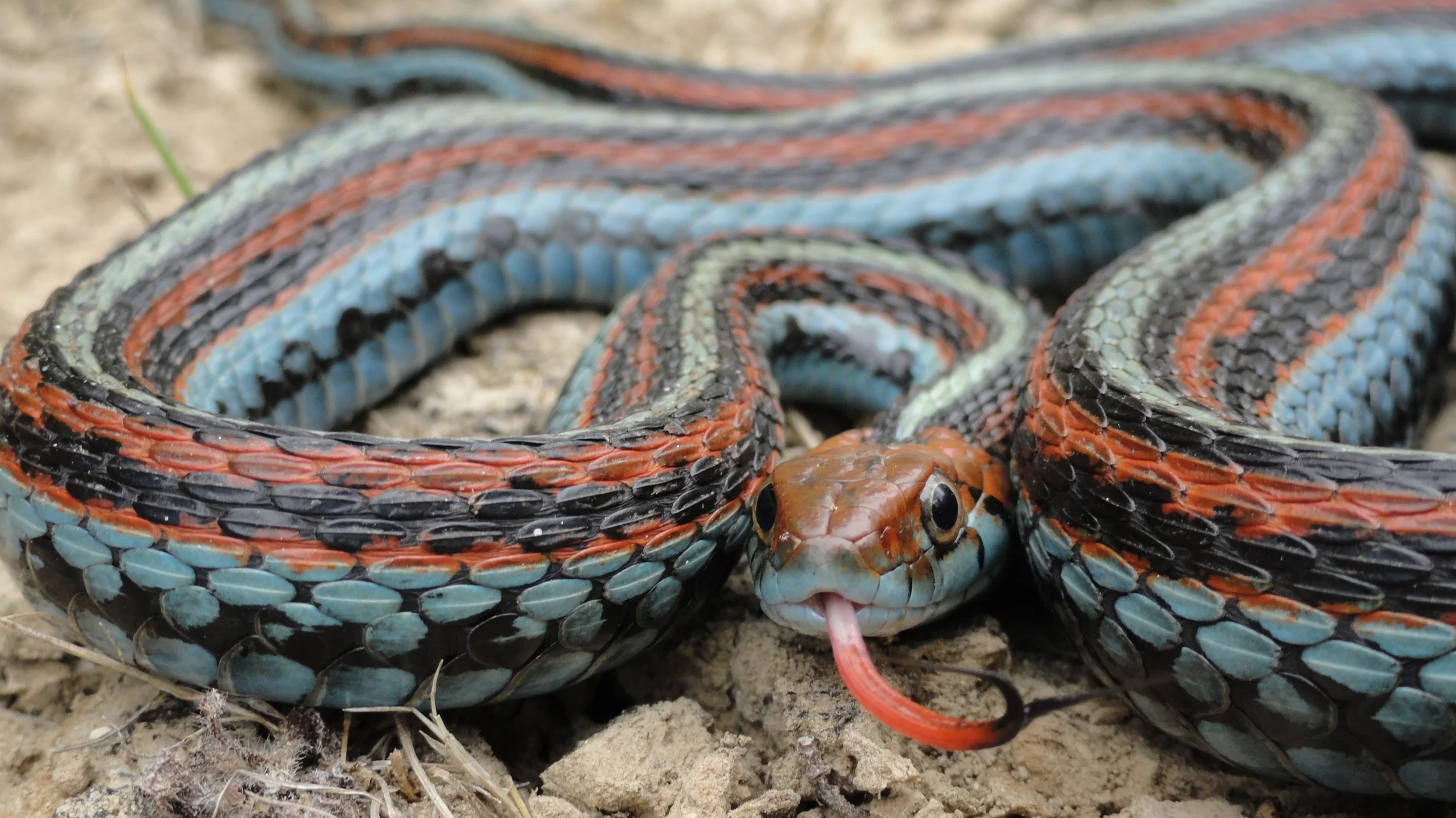 San Francisco Garter Snake