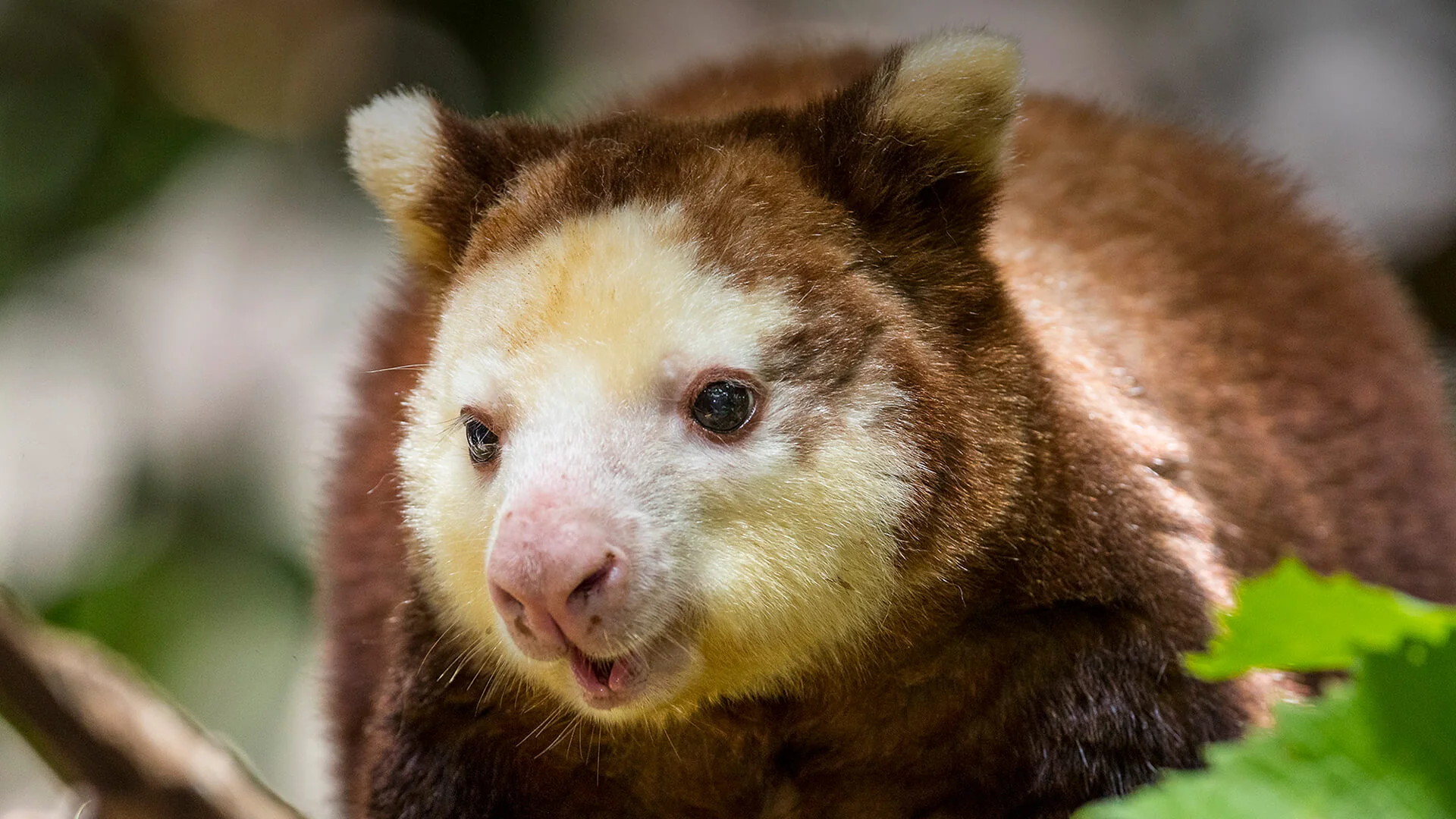 Tree Kangaroo