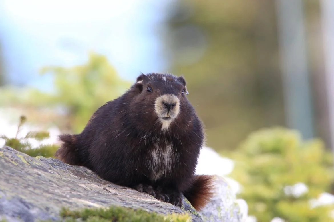 Vancouver Island Marmot