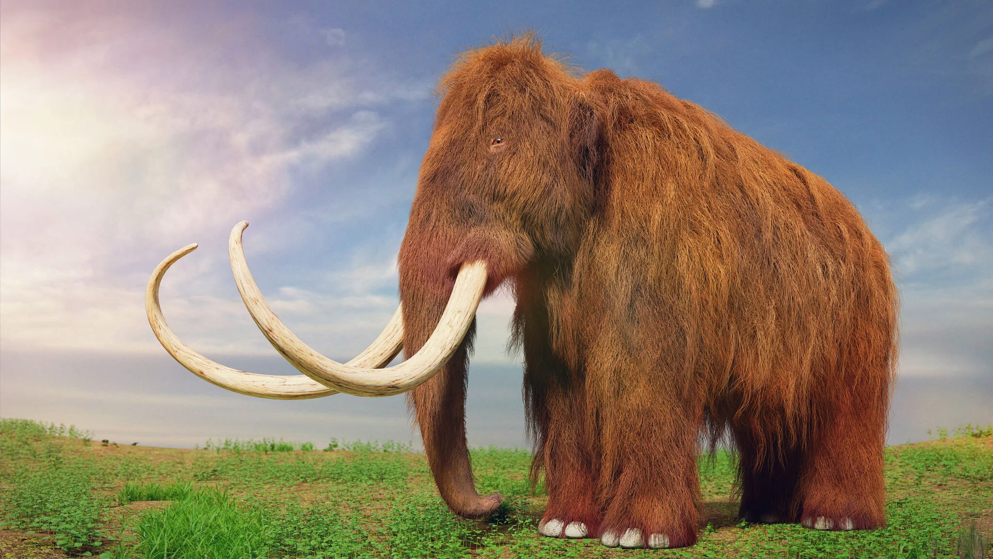 Woolly Mammoth